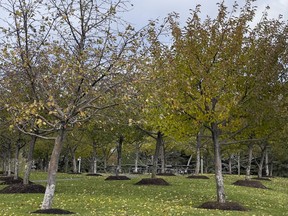 Trees that were planted at Lansdowne. Some neighbourhoods in Ottawa are well below the 40 per cent tree canopy envisioned in the new official plan.