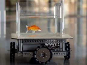 A goldfish navigates on land using a fish-operated vehicle developed by a research team at Ben-Gurion University in Beersheba, Israel, January 6, 2022. Picture taken January 6, 2022.