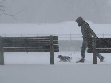 OTTAWA - Jan 17 2022 -Walking the dog in the snow storm Monday.