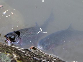 A pair of trout peeks through the water.