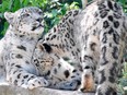Lincoln Children's Zoo in Nebraska lost three rare snow leopards to COVID n November. (Photo by THOMAS KIENZLE / AFP)