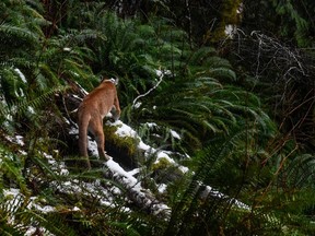 Lilu, a wild cougar, leaves after the battery on her GPS collar has been replaced by members of the Olympic Cougar Project near Port Angeles, Washington, U.S., December 14, 2021.