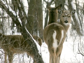 FILES: There's disagreement as to whether 'nuisance' deer should be hunted with crossbows in Nova Scotia.