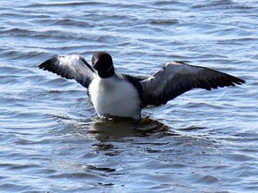A common loon spreads its wings on Muriel Lake, near Kenora, Ont., on a sunny afternoon.
