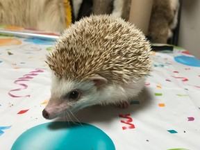 An African pygmy hedgehog stops scurrying long enough to have his picture taken.