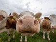 Many people experience the "meat paradox," U.K. researchers say: caring for animals yet also consuming them as meat.