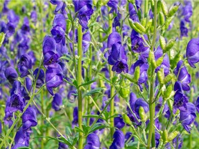 Aconitum napellus, also known as monkshood and wolfbane, may be pretty, but it's also very toxic.