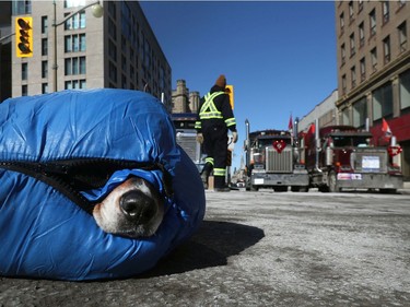 A homeless man and his dog sleep in a sleeping bag on Sussex Drive in Ottawa Monday morning.