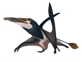 A handout illustration shows the newly identified Jurassic Period flying reptile, or pterosaur, called 'Dearc sgiathanach', whose roughly 170 million-year-old fossil was found on a rocky beach at Scotland's Isle of Skye.