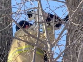 A concerned citizen requested firefighters' help when he noticed a cat was stuck 30 feet up in a tree behind his house for 7 hours. The cat was safely brought down.