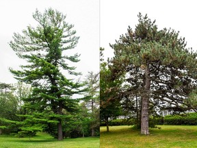 Left, a white pine with unique double-stem helix formation, estimated at 150 years old. Right, Austrian black pine possibly planted by William estimated at 130 years  old.