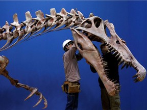 FILE PHOTO: Workers adjust a Spinosaurus skeleton replica during a preparation and media preview for the Dinosaur EXPO at the National Museum of Nature and Science in Tokyo, Japan, March 1, 2016.