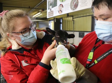 Valerie Paquin (L) and Patrick Larocque, both museum employees, feed a lamb at the Agriculture Museum during march break on March 16, 2022.