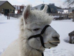 This alpaca at the Agriculture Museum at the Experimental Farm is probably somewhat confused by the weather.