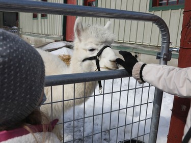 Agriculture Museum: March Break action on March 16, 2022.