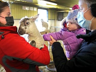 Sophie, 16 months, touches a lamb while her mom, Cailey Dover (R) holds her and Caroline Reekie (L) from the museum holds the lamb at the Agriculture Museum during march break on March 16, 2022.