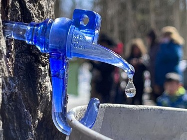 OTTAWA -- Since 1920 the Proulx family have operated their sugar bush in Cumberland. Sap drips into a bucket on Wednesday, Mar. 16, 2022