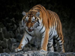 Authorities in South Africa are searching for a pet tiger that escaped a farm and attacked a man.