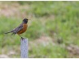 A robin — always a welcome harbinger of spring — surveys its surroundings. Sweetly singing birds weren't Suzanne Westover's first sign the season was upon us, however.