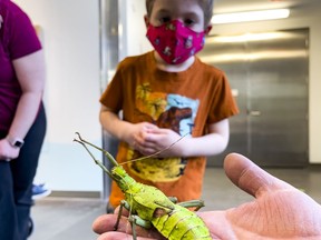 Ezra Blanchette, 4, checks out a Jungle Nymph, a large stick insect, at the Canadian Museum of Nature's new permanent exhibition "Bugs Alive" on Wednesday.