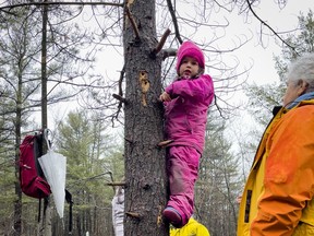 Kindergarten student Aurélie, from Saint-Joseph d'Orléans Catholic Elementary School, climbs a tree under the watchful eye of early childhood educator Gaëlle Gabbour earlier this month.