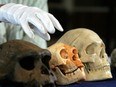 The grapefruit-size skull in the middle is the one found at a cave site called Liang Bua. It belonged to a woman who, while fully adult, was just a metre tall.