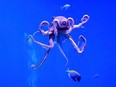 "Octopuses and other cephalopods have been protected in science for years, but have not received any protection outside science until now," said Jonathan Birch, lead author of a London School of Economics report, which found "strong scientific evidence" that octopuses, crabs and lobsters have the capacity to feel emotions.