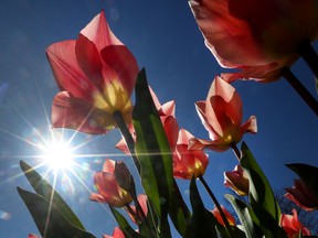 Tulips at Dow's Lake soaking up late  April sunshine. i.