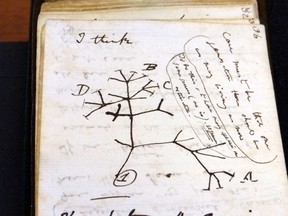 A handout image released by the University of Cambridge Library on April 5, 2022, shows the returned 1837 'Tree of Life' sketch on a page from one of the lost notebooks of British scientist Charles Darwin.