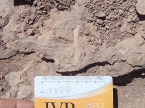 A pterosaur fossil is seen at 'Tormento' hill in the Atacama desert at Atacama region, Chile, in this undated handout photo provided by the Universidad de Chile on April 4, 2022.