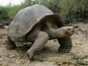 FILE PHOTO: A giant tortoise is seen on the Galapagos islands April 29, 2007, where British naturalist Charles Darwin conceived his theory of evolution.