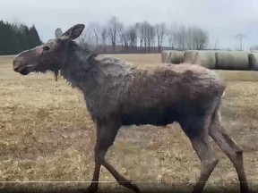 Conservation and bylaw officers freed a young moose trapped by a Greenbelt fence over the weekend.