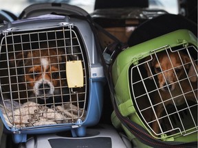 Ryzhik the dog (L) sits in a carrier after being evacuated by volunteers from the Donetsk region of Ukraine amid Ukraine-Russia conflict, in Moscow, Russia April 9, 2022. . The note on Ryzhik's carrier reads: "This is Ryzhyk, his owner has died. The dog is stressed, do not open the carrier until arrival."