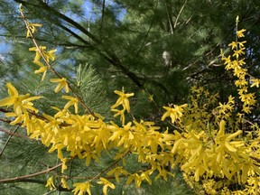 Bright forsythia blooms are often the first sign of spring in London. (Barbara Taylor/The London Free Press)