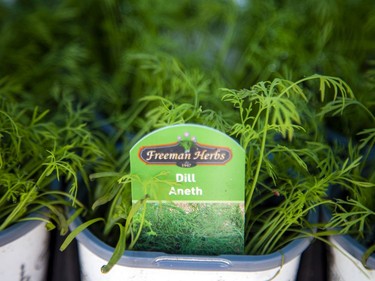 A dill plant for sale at the fundraising plant sale held at Broadhead Brewing Company in the city's east end, Sunday, May 15, 2022.