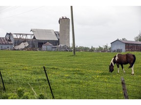 A horse grazed in a field on Sunday with a heavily damaged barn in the background at a Navan farm.
