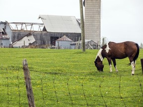 A horse grazed in a field on Sunday with a heavily damaged barn in the background at a Navan farm.