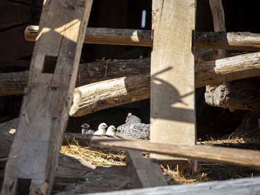 Baby chickens were born over the weekend at the White Lake farm, Monday, May 23, 2022.