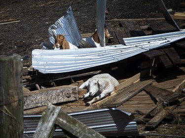 The goats didn't mind the rubble, they found a nice spot to rest in the sun, Monday, May 23, 2022.