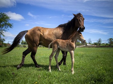 A little light through a dark moment, one of the horses gave birth to a beautiful foal in White Lake, Monday, May 23, 2022.