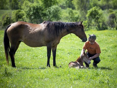 A little light through a dark moment, Matt LaRose checks on the beautiful foal that was born just after the storm in White Lake, Monday, May 23, 2022.