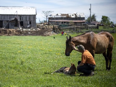 The Scott family farm lost a piece of White Lake history during the storm that hit Ottawa and surrounding areas Saturday. Their large barn was built in 1867 and the farmhouse was built on the property two years after. But on Monday, Matt LaRose was out checking on the beautiful foal that had just been born.