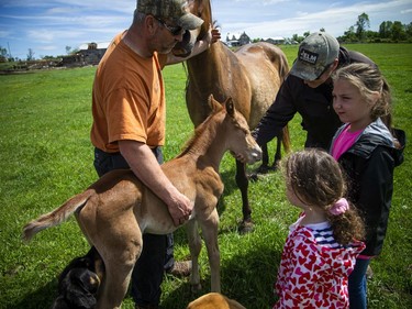 Matt LaRose checks on the beautiful foal that was born just after the storm at the farm in White Lake. Neighbourhood friends stopped by to meet the new addition to the farm.