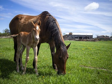 A little light through a dark moment, a beautiful foal was born this weekend, after the storm, in White Lake, Monday, May 23, 2022.