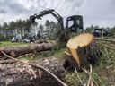 Die Aufräumarbeiten im Hammond Golf and Country Club werden fortgesetzt, nachdem kürzlich ein Sturm mehrere hundert alte Bäume auf dem Platz gefällt hat.