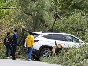 Storm damage was everywhere in the Pine Glen neighbourhood.