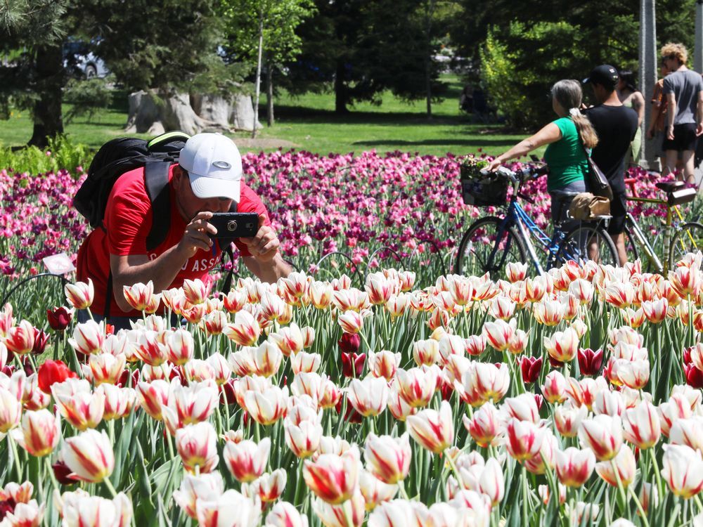 Files: Tulip Festival in Ottawa, May 13, 2022.
