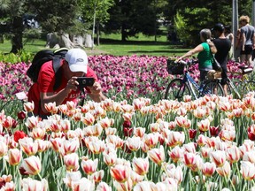 File: Tulip Festival in Ottawa