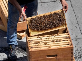 Beekeepers say the summer of 2021 saw conditions favourable to the spread of varroa, a parasite that attacks bees.