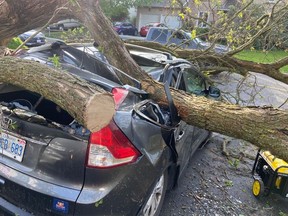 Paul McMahon and his son Matt had to work to remove the enormous tree that crushed their new Honda in the driveway of their Lizard Street home.